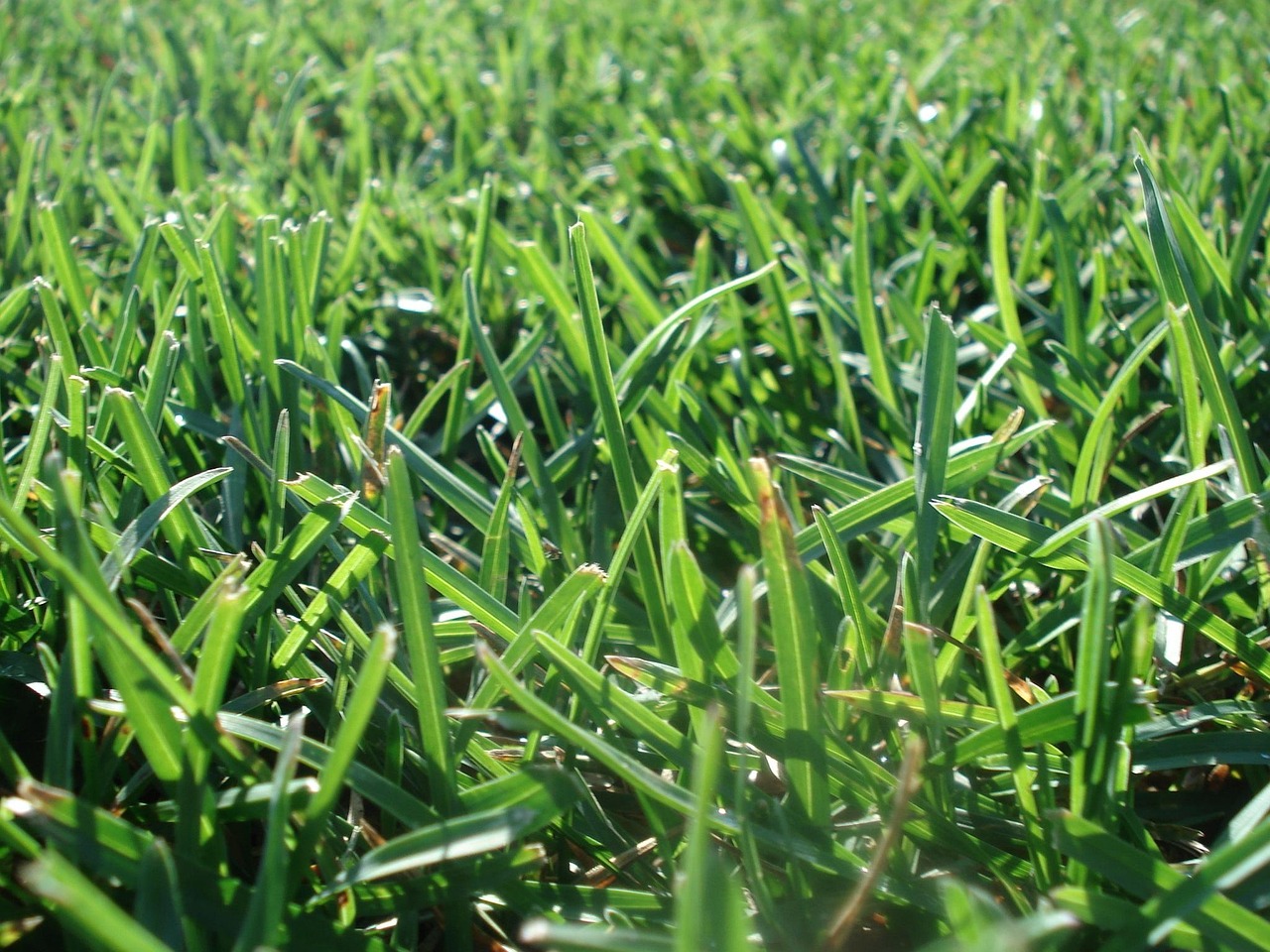 Entretien d'espaces verts - photo 4